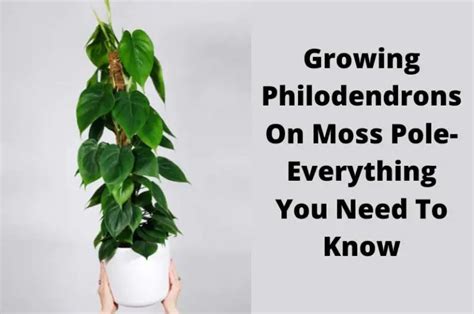 Growing Philodendrons on Moss pole.